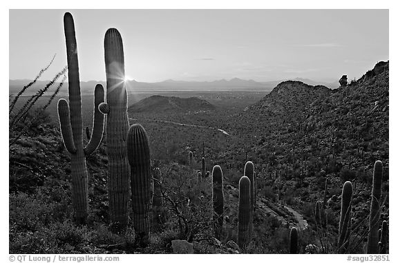 Black and White Picture/Photo: Saguaro cactus at sunset ...
