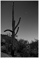 Saguaro cactus at night with stary sky, Tucson Mountains. Saguaro National Park, Arizona, USA. (black and white)