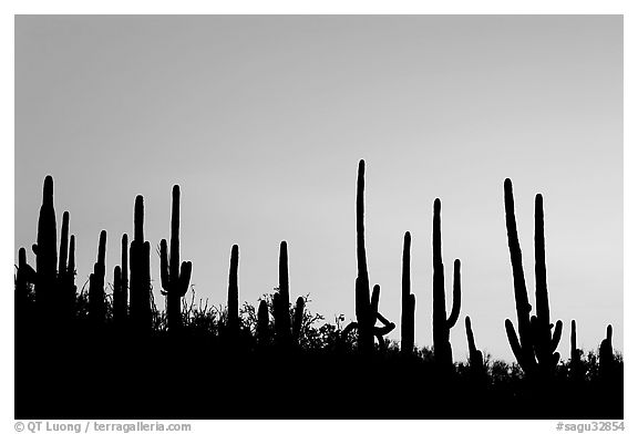 Dense saguaro cactus forest at sunrise near Ez-Kim-In-Zin. Saguaro National Park, Arizona, USA.