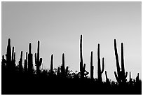 Dense saguaro cactus forest at sunrise near Ez-Kim-In-Zin. Saguaro National Park, Arizona, USA. (black and white)