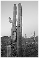 Twin cactus at dawn near Ez-Kim-In-Zin. Saguaro National Park, Arizona, USA. (black and white)