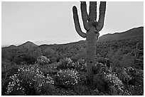 Brittlebush and backlit cactus at sunrise near Ez-Kim-In-Zin. Saguaro National Park, Arizona, USA. (black and white)