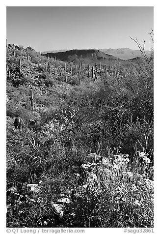 Brittlebush and cactus near Ez-Kim-In-Zin, morning. Saguaro National Park (black and white)