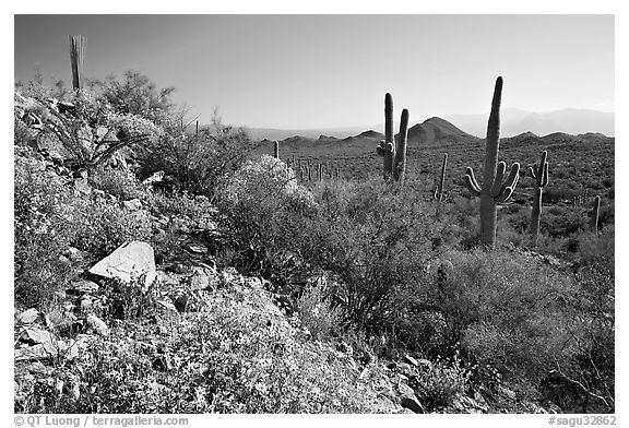 Brittlebush and Saguaro cactus near Ez-Kim-In-Zin, morning. Saguaro National Park (black and white)