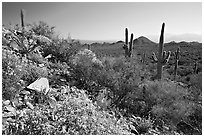 Brittlebush and Saguaro cactus near Ez-Kim-In-Zin, morning. Saguaro National Park, Arizona, USA. (black and white)