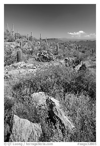 Rocks, flowers and cactus, morning. Saguaro National Park, Arizona, USA.