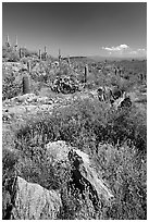 Rocks, flowers and cactus, morning. Saguaro National Park ( black and white)