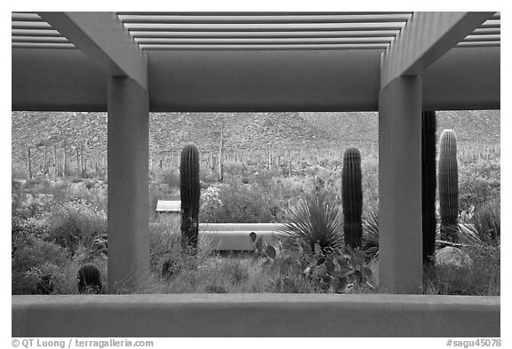 Red Hills Visitor Center. Saguaro National Park (black and white)