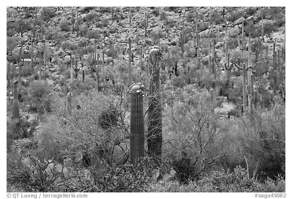 Sonoran desert vegetation in spring. Saguaro National Park (black and white)