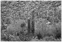 Sonoran desert vegetation in spring. Saguaro National Park, Arizona, USA. (black and white)