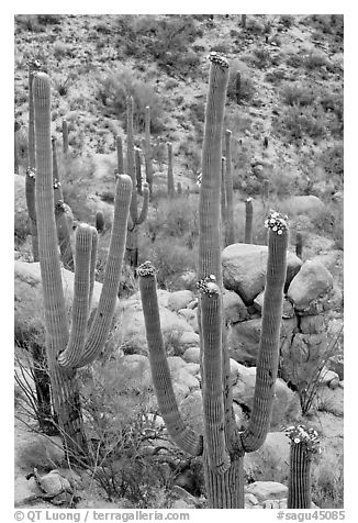Saguaros (Carnegiea gigantea) in flower. Saguaro National Park, Arizona, USA.