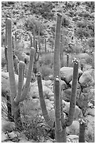 Saguaros (Carnegiea gigantea) in flower. Saguaro National Park, Arizona, USA. (black and white)