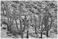 Saguaro cactus with night blooming flowers. Saguaro National Park, Arizona, USA. (black and white)