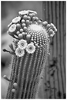 Detail of saguaro arm with flowers. Saguaro National Park, Arizona, USA. (black and white)