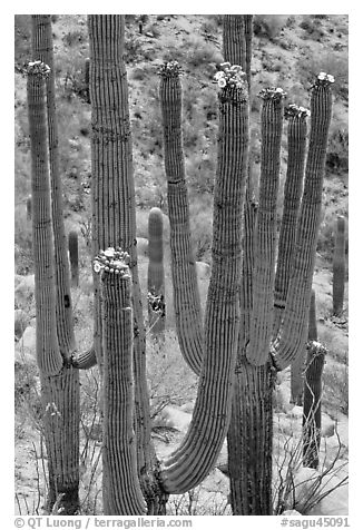 Saguarao arms topped by creamy white flowers. Saguaro National Park (black and white)