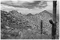 Saguaro forest on mountain slopes. Saguaro National Park ( black and white)