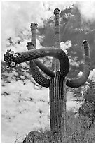 Four-armed saguaro in bloom. Saguaro National Park ( black and white)