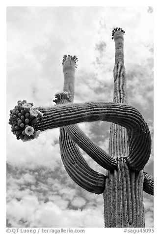Saguaro with twisted arm and flowers. Saguaro National Park, Arizona, USA.