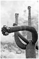 Saguaro with twisted arm and flowers. Saguaro National Park, Arizona, USA. (black and white)