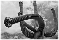 Giant saguaro with blooms on tip of arms. Saguaro National Park, Arizona, USA. (black and white)