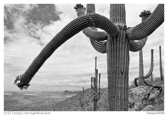 Desert landscape framed by saguaro cactus. Saguaro National Park, Arizona, USA.