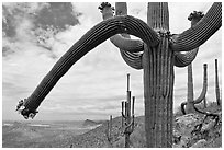 Desert landscape framed by saguaro cactus. Saguaro National Park, Arizona, USA. (black and white)