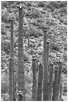 Tops of saguaro cactus with blooms. Saguaro National Park, Arizona, USA. (black and white)
