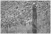 Palo Verde and saguaro with flowers. Saguaro National Park, Arizona, USA. (black and white)