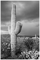 Saguaro cactus and stormy skies, Rincon Mountain District. Saguaro National Park ( black and white)