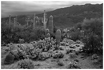 Cactus and cloudy Rincon Mountains, Rincon Mountain District. Saguaro National Park ( black and white)