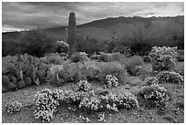 Desert Zinnia flowers and Rincon Mountains. Saguaro National Park ( black and white)