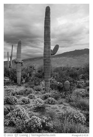 Desert Zinnia flowers and Saguaro Cacti, Rincon Mountain District. Saguaro National Park (black and white)