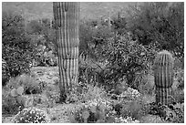 Desert wildflowers and cacti, Rincon Mountain District. Saguaro National Park ( black and white)
