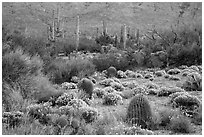 Carpet of Desert Zinnia flowers in lush desert landscape, Rincon Mountain District. Saguaro National Park ( black and white)