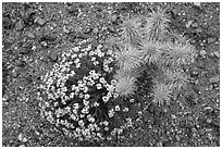 Close-up of cactus and Desert Zinnia, Rincon Mountain District. Saguaro National Park ( black and white)
