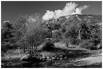 Decidious trees, Miller Creek and Rincon mountains. Saguaro National Park ( black and white)