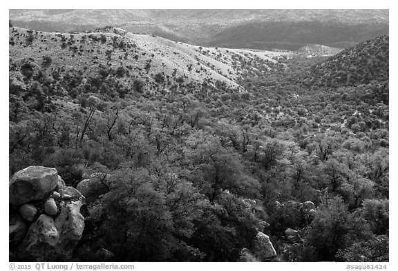 Chaparral and oaks along Miller Creek, Rincon Mountain District. Saguaro National Park (black and white)