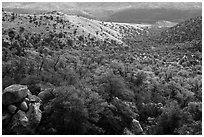 Chaparral and oaks along Miller Creek, Rincon Mountain District. Saguaro National Park ( black and white)