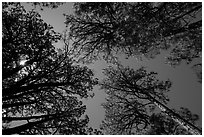 Looking up pine trees, Happy Valley, Rincon Mountain District. Saguaro National Park ( black and white)