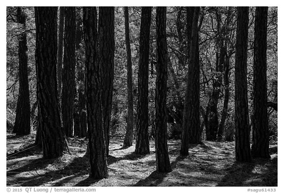 Pine trees, Happy Valley, Rincon Mountain District. Saguaro National Park (black and white)