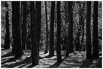 Pine trees, Happy Valley, Rincon Mountain District. Saguaro National Park ( black and white)