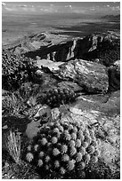 Cactus growing at 8,000 feet on Rincon Peak. Saguaro National Park ( black and white)