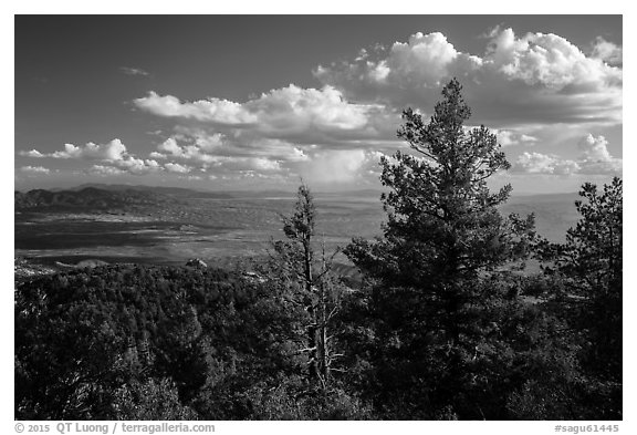 Pine trees and afternoon clouds from Rincon Peak. Saguaro National Park (black and white)