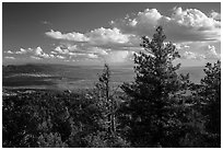 Pine trees and afternoon clouds from Rincon Peak. Saguaro National Park ( black and white)