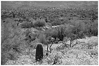 Desert hillsides covered by brittlebush in bloom, Rincon Mountain District. Saguaro National Park ( black and white)