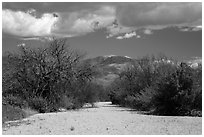 Dry wash, Rincon Mountain District. Saguaro National Park ( black and white)