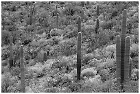 Saguaro cacti and brittlebush in bloom, Rincon Mountain District. Saguaro National Park ( black and white)