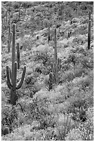 Slope with Saguaro cacti and brittlebush, Rincon Mountain District. Saguaro National Park ( black and white)