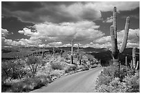 Cactus forest Loop Drive. Saguaro National Park ( black and white)