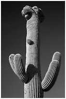 Crested Saguaro cactus top. Saguaro National Park ( black and white)